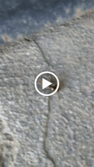 Dasymutilla munifica