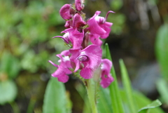 Pedicularis davidii