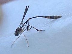 Leptopteromyia americana