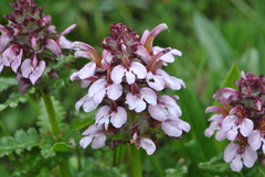 Pedicularis microchila
