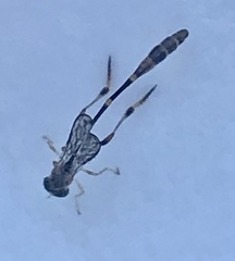 Leptopteromyia americana
