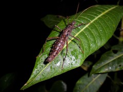 Ornatomorpha laciniatum