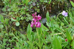 Pedicularis davidii