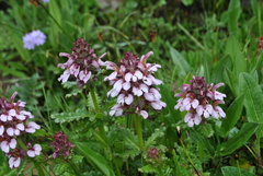 Pedicularis microchila