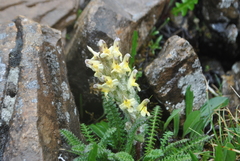 Pedicularis oederi