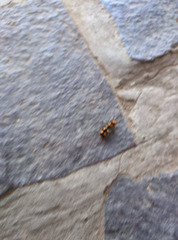 Dasymutilla munifica