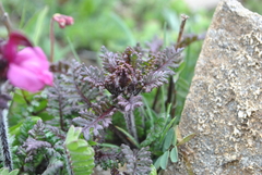 Pedicularis tatsienensis