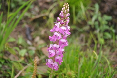 Pedicularis davidii