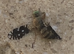 Euaresta bellula
