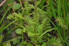 Pedicularis davidii