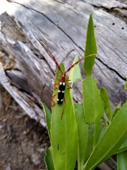 Achenoderus octomaculatus