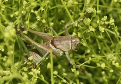 Pediodectes haldemanii