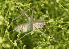 Pediodectes haldemanii