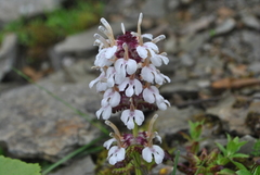 Pedicularis microchila