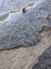 Dasymutilla munifica