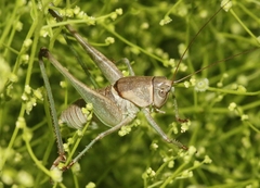 Pediodectes haldemanii