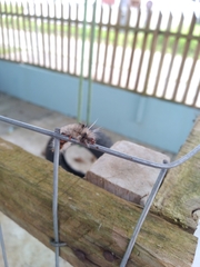 Lepidoptera