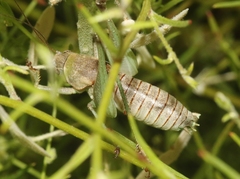 Pediodectes haldemanii