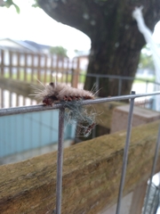 Lepidoptera