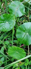Hydrocotyle prolifera