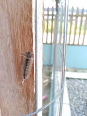 Lepidoptera