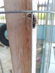 Lepidoptera