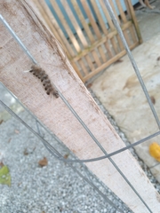 Lepidoptera