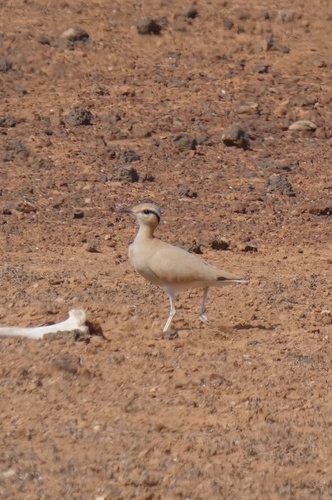 Cream-coloured Courser, Las Palmas, ES-CN, ES, photo 6 of 10