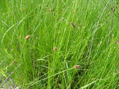 Eleocharis compressa