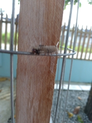 Lepidoptera