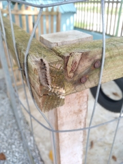 Lepidoptera