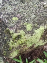Psilolechia