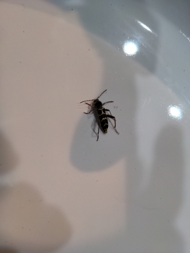 Banded Ash Borer