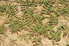 Mimosa rupertiana