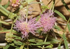 Mimosa rupertiana