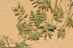 Mimosa rupertiana