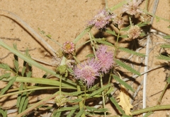 Mimosa rupertiana