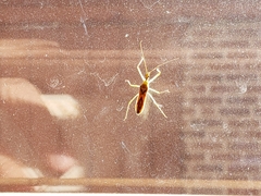 Zelus renardii