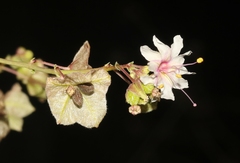 Mirabilis glabra