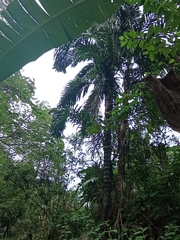 Bactris gasipaes chichagui