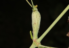 Neolasioptera allioniae