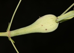 Neolasioptera allioniae