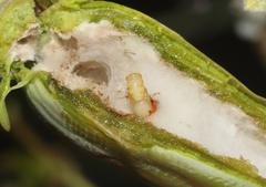 Neolasioptera allioniae