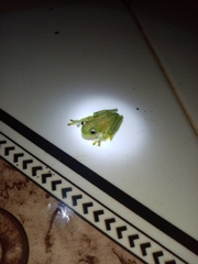 Cochranella granulosa