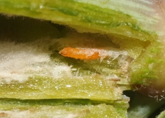 Neolasioptera allioniae