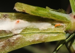 Neolasioptera allioniae