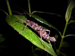 Ornatomorpha laciniatum