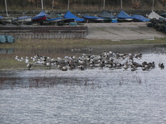 Branta canadensis