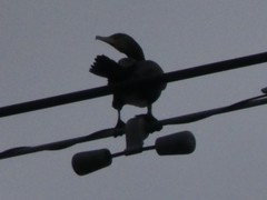 Phalacrocorax carbo