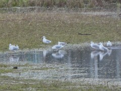 Chroicocephalus ridibundus